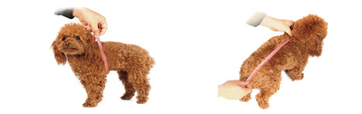 Luxury Faux Fur Collar Dog Coat - Small Dog Warm Jacket