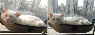 Removable Cat Hammock Bed with Soft Cushion for Car & Home Window