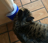 CAT SELF CORNER GROOMER
