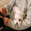 LIMITED EDITION! KANGAROO CUDDLE POUCH HOODIE